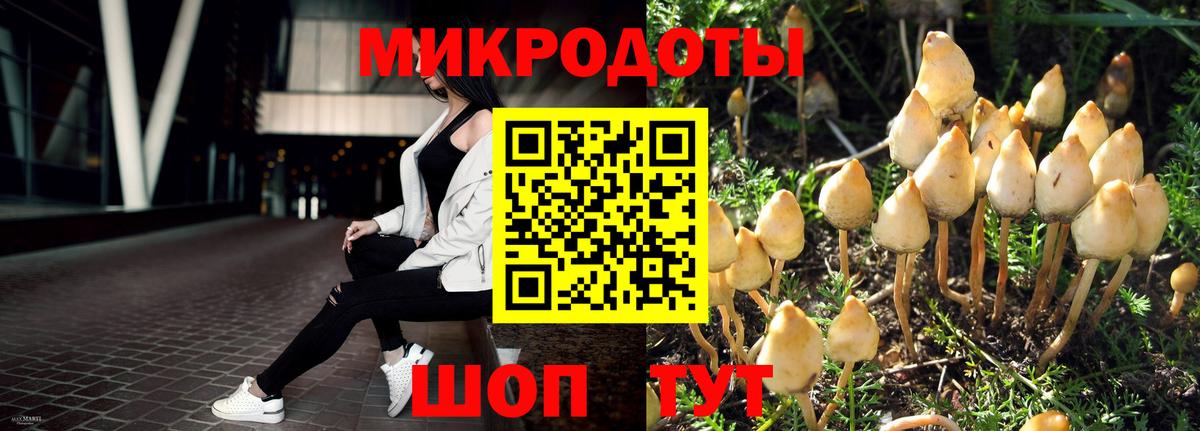 Галлюциногенные грибы Psilocybine cubensis Камышин